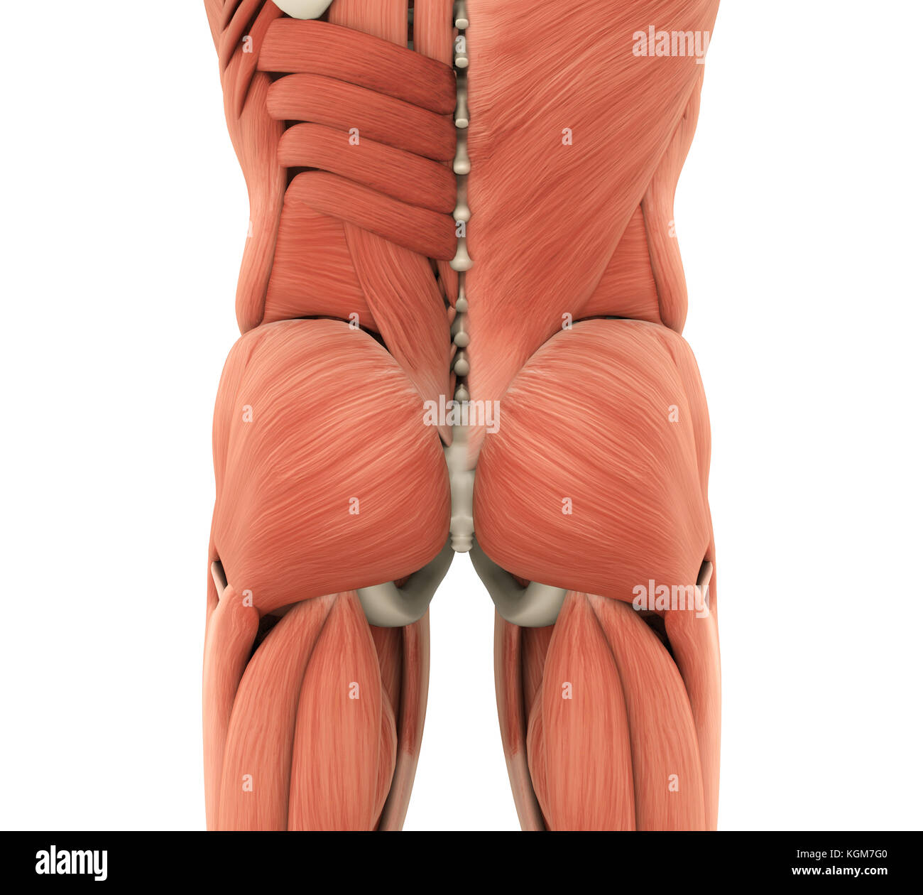 Human muscoli glutei anatomia Foto Stock