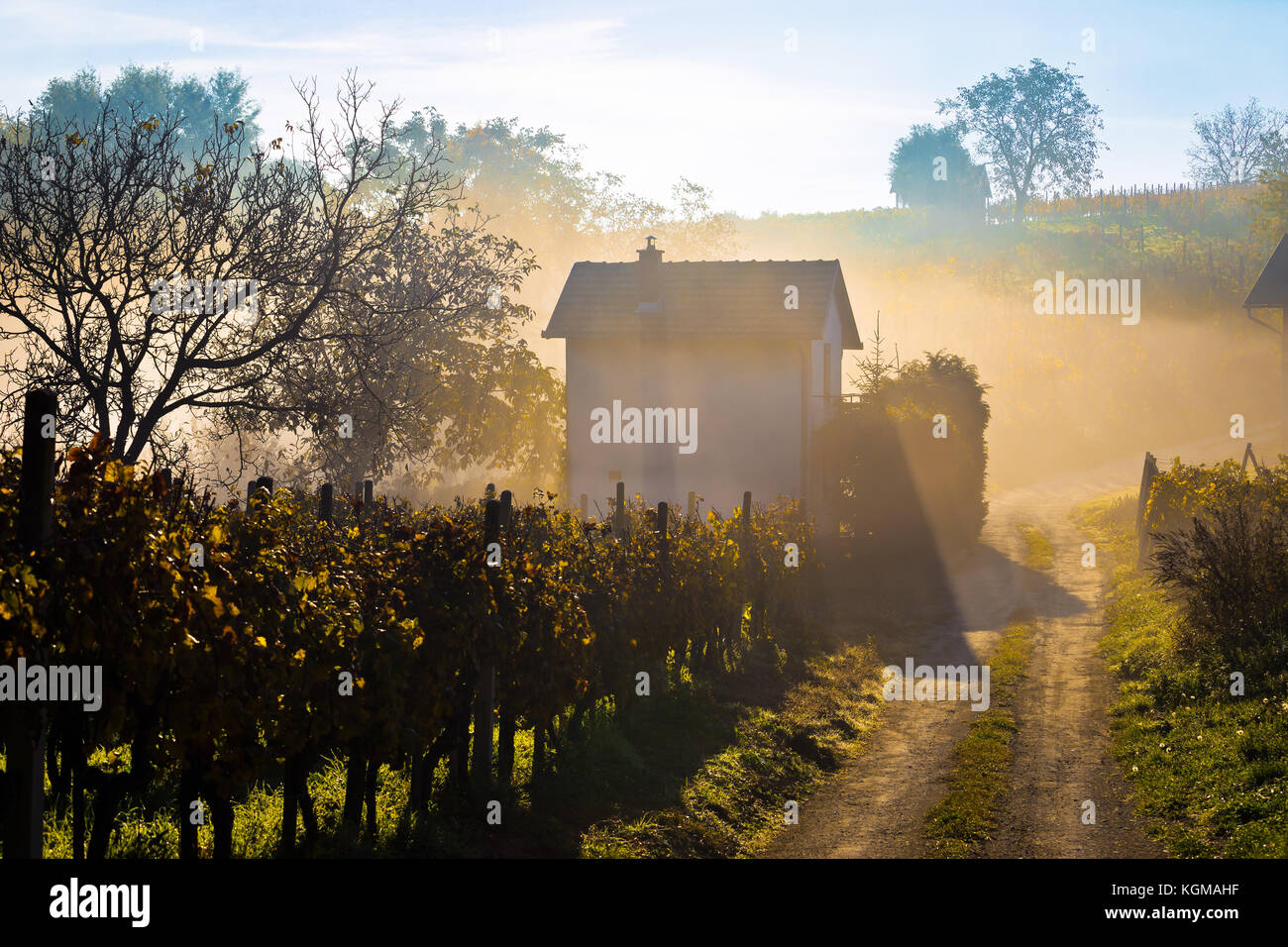 Raggi di sole nella nebbia mattutina vista vigna, prigorje regione della Croazia Foto Stock