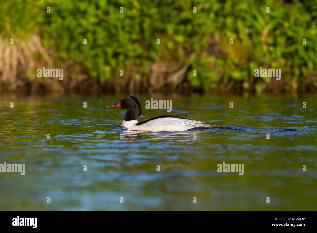 Ritratto maschile naturale comune (merganser Mergus merganser) bird nuoto riverside Foto Stock