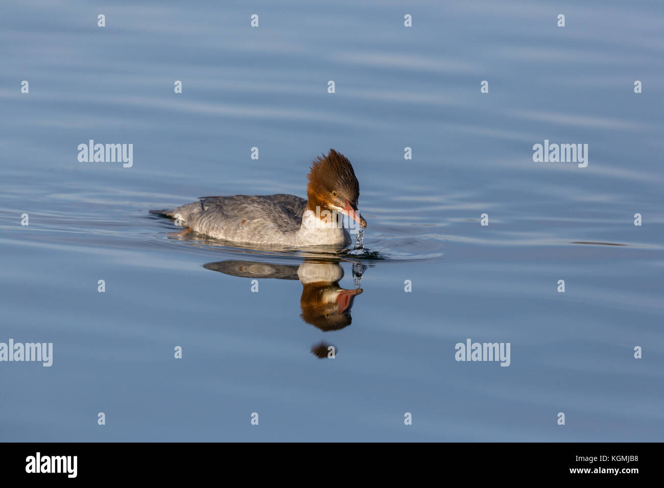 Femmina naturale comune (merganser Mergus merganser) bird nuoto riflessione di acqua Foto Stock