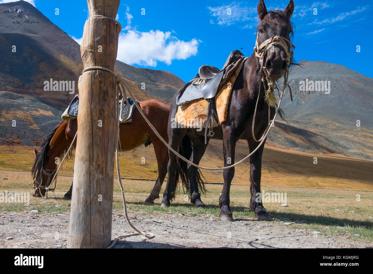Aggancio di post e di cavalli nelle montagne di Altai Foto Stock