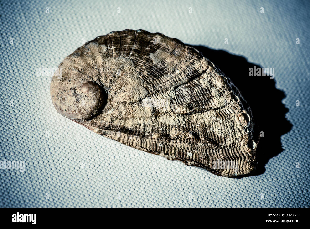 Shell su tela - still life wallpaper Foto Stock