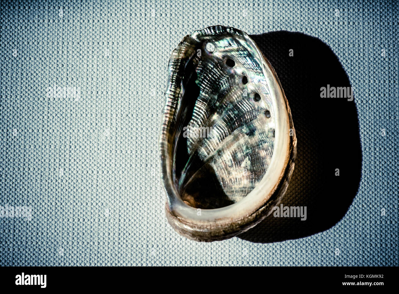 Shell su tela - still life wallpaper Foto Stock
