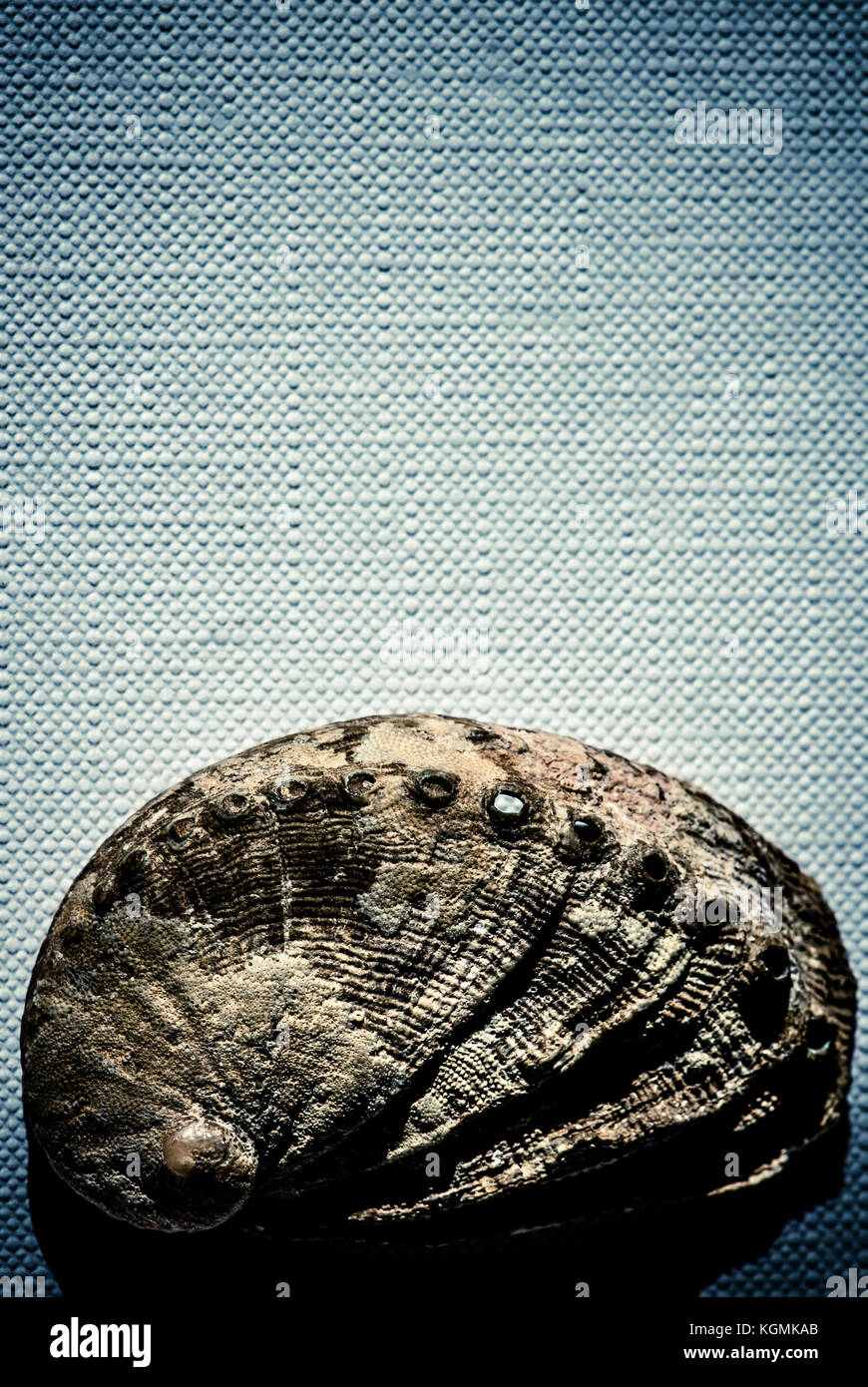 Shell su tela - still life wallpaper Foto Stock