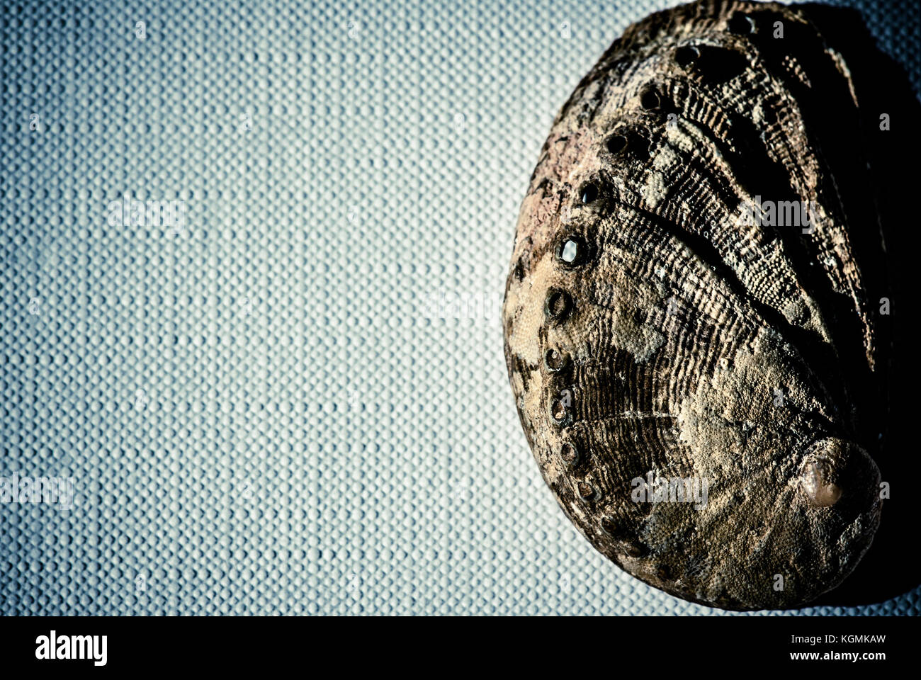 Shell su tela - still life wallpaper Foto Stock