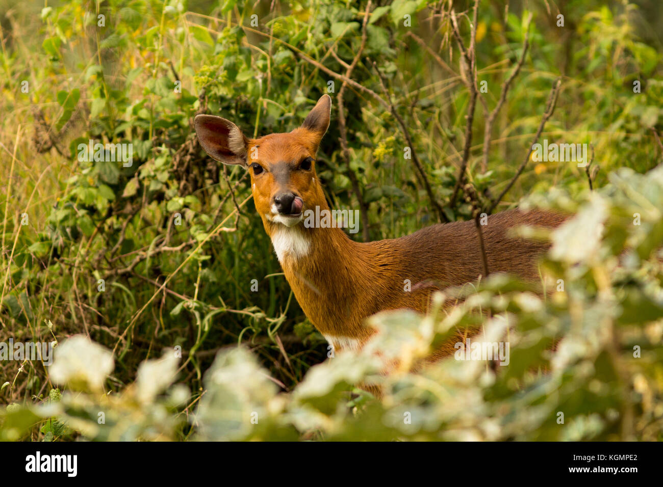 Femmina di menelik menelik's bushbuck (tragelaphus scriptus meneliki). bale Mountains National Park. Foto Stock