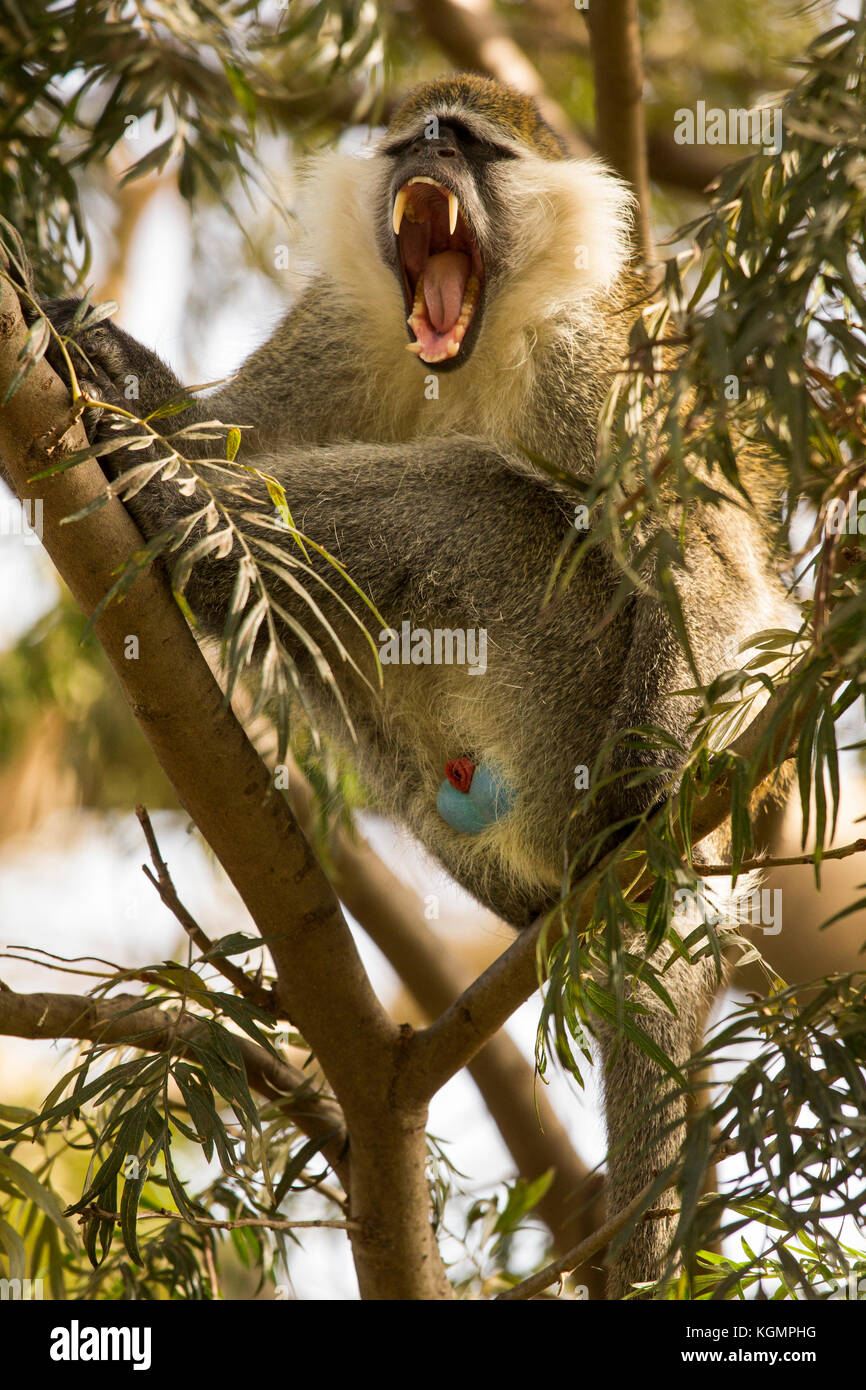 Grivet monkey (chlorocebus aethiops) maschio che mostra il dente. awassa, Etiopia. Foto Stock