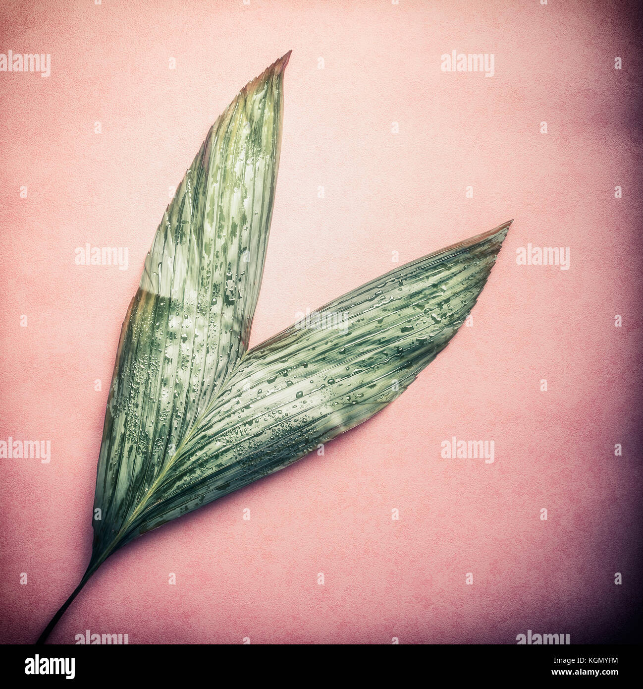 Foglia di palma pastello su sfondo rosa, vista dall'alto, close up Foto Stock