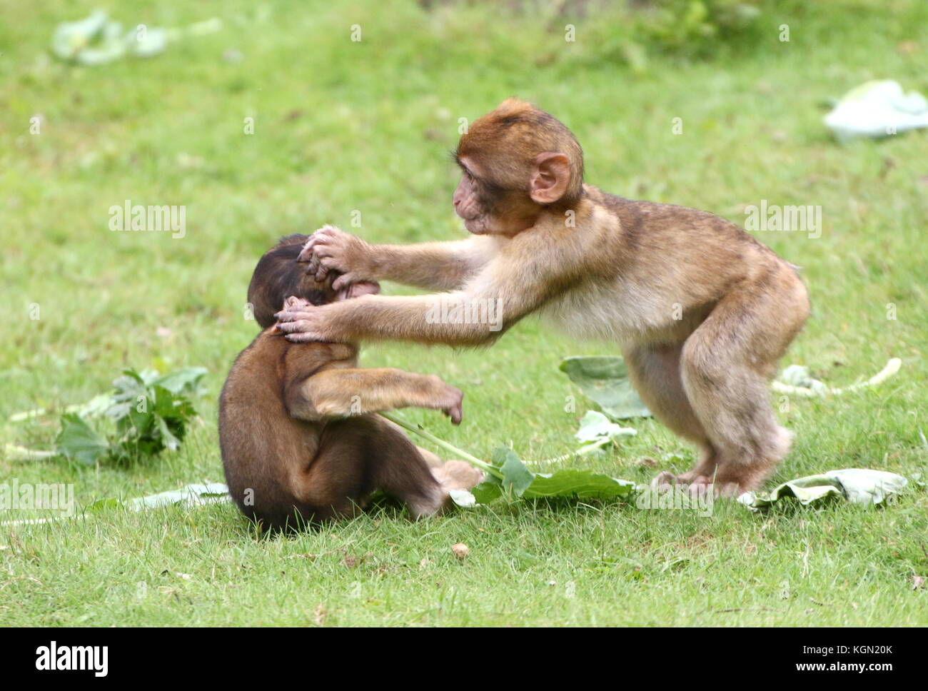 Combattimenti giovane maschio Barbary macachi (Macaca sylvanus) tra loro affacciate Foto Stock