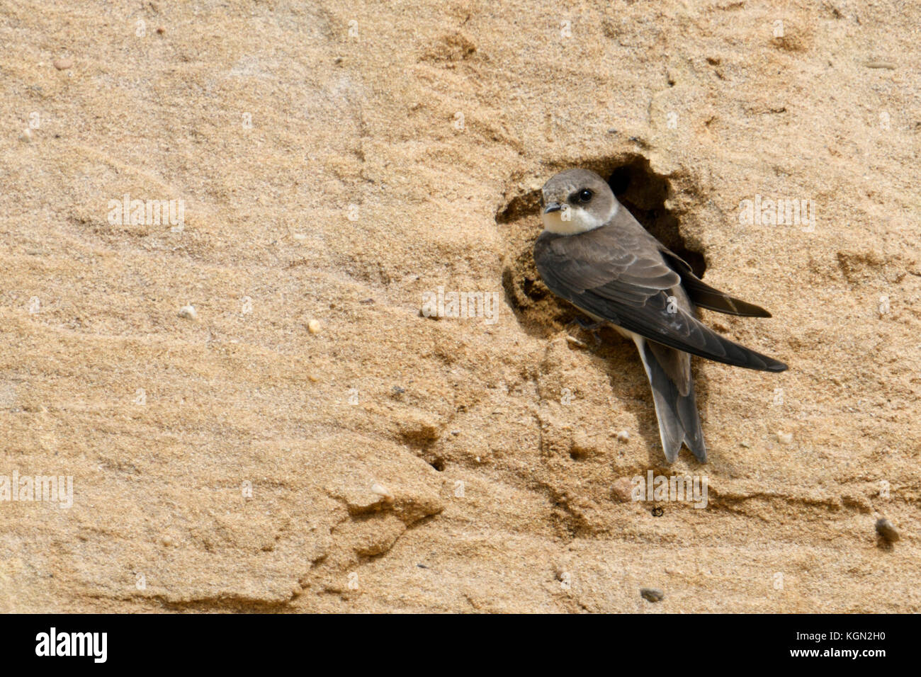 Sand Martin / Bank Swallow / Uferschwalbe ( Riparia riparia) si trova al suo buco nido in un pendio di una fossa di sabbia, fauna selvatica, Europa. Foto Stock