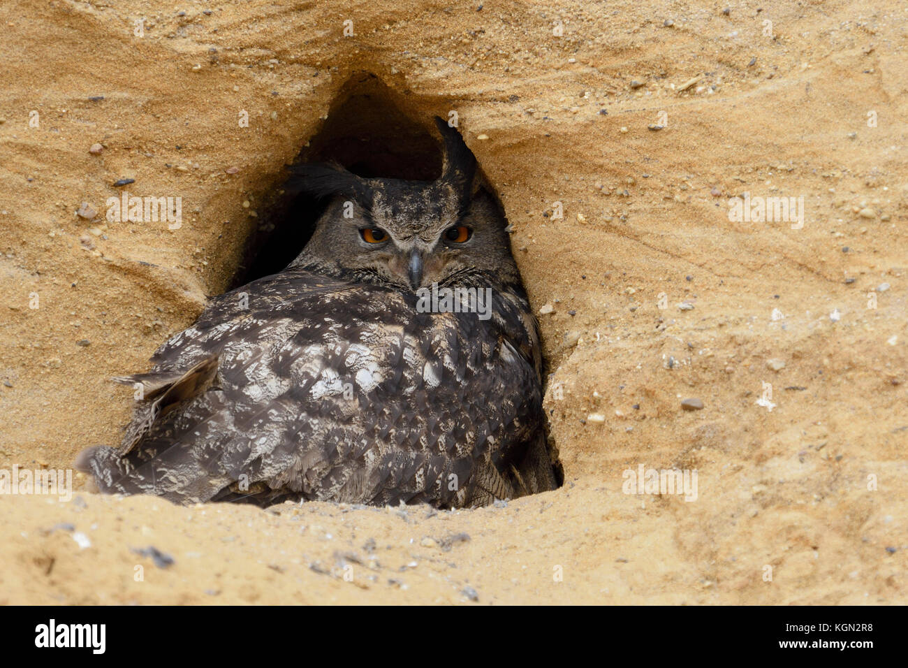 Gufo reale / europaeischer uhu ( Bubo bubo ), adulto, appoggiata all'ingresso del suo sito di nidificazione in una buca di sabbia, la fauna selvatica, l'Europa. Foto Stock