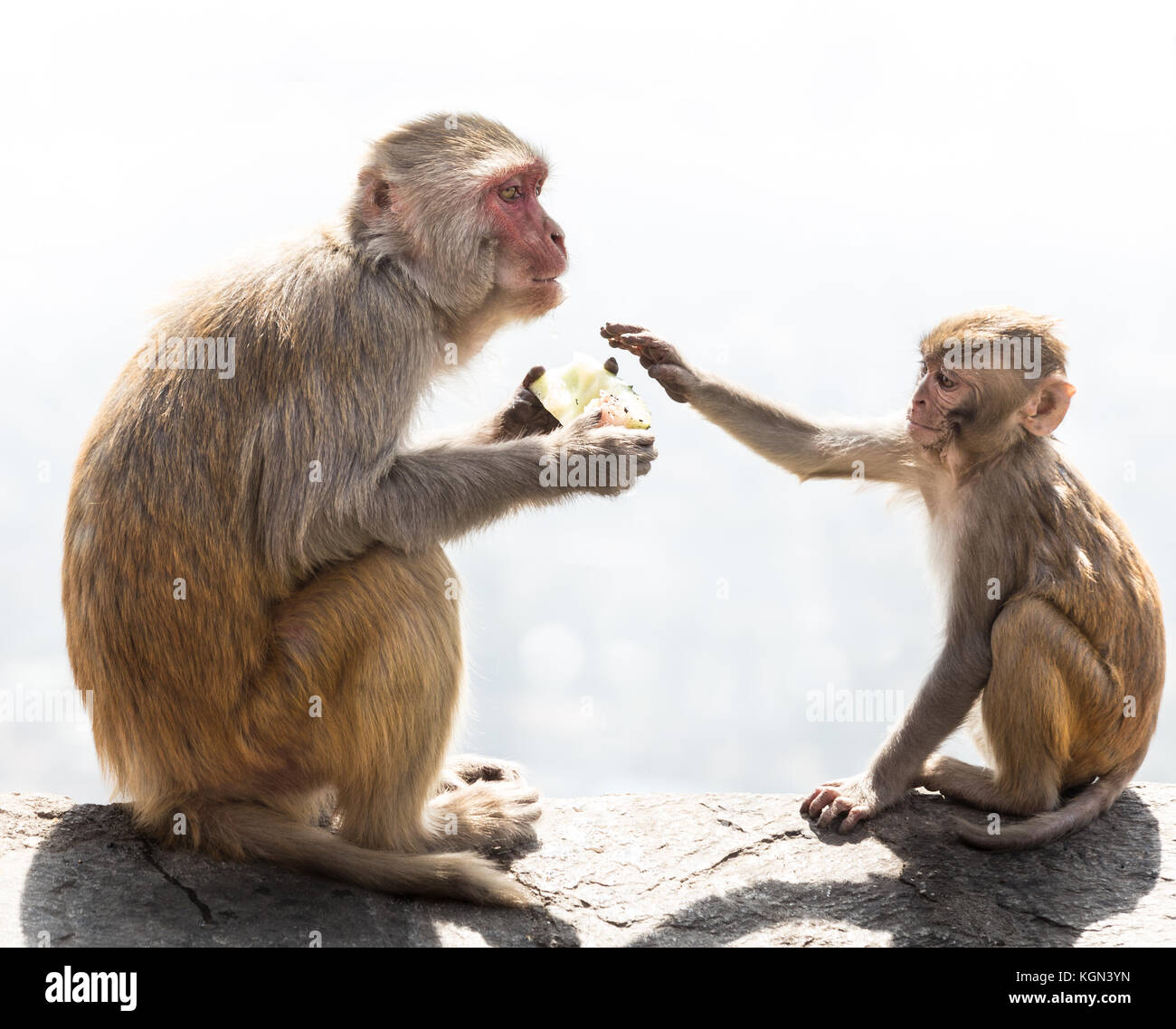 Le scimmie a swayambhunath di Kathmandu Foto Stock