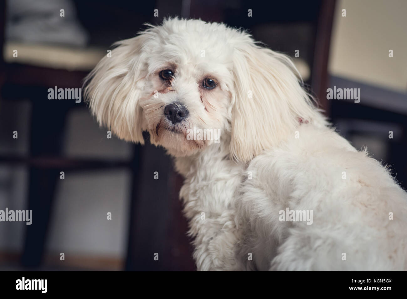 Bianco giovane cane maltese a casa con gli occhi tristi Foto Stock