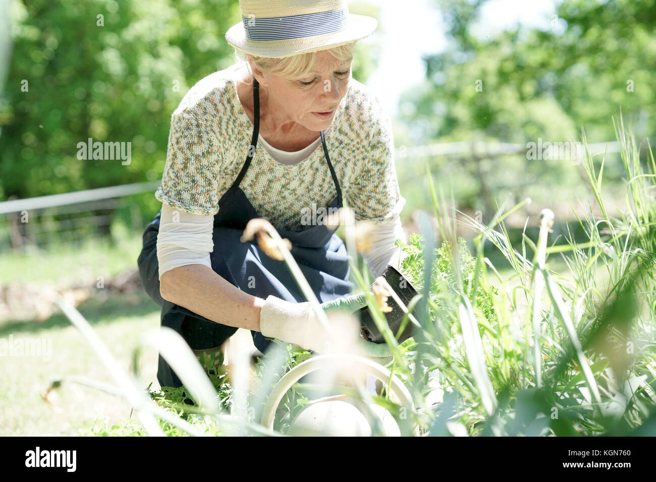 Senior giardinaggio donna sulla splendida giornata di primavera Foto Stock