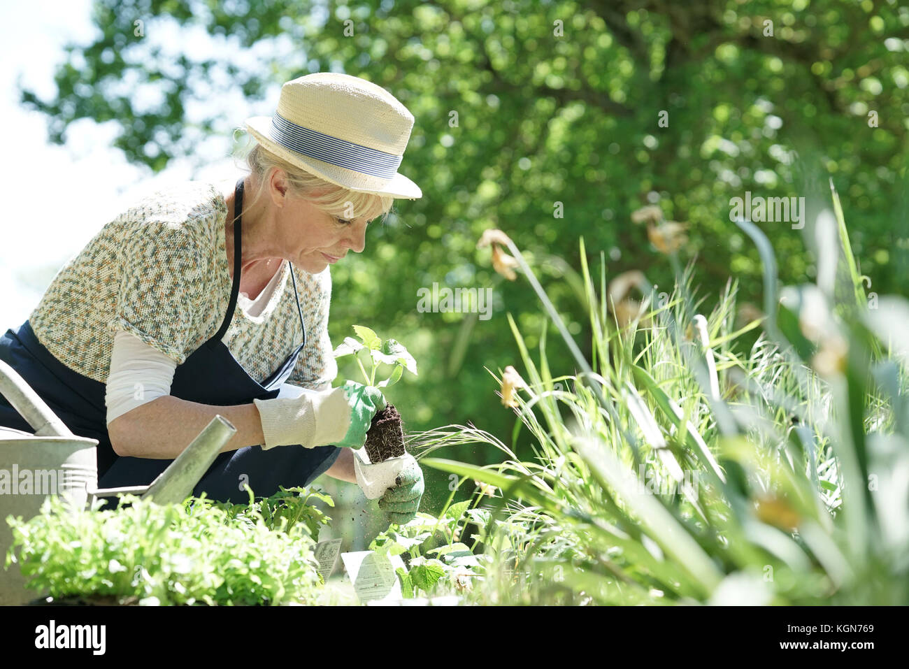 Senior giardinaggio donna sulla splendida giornata di primavera Foto Stock