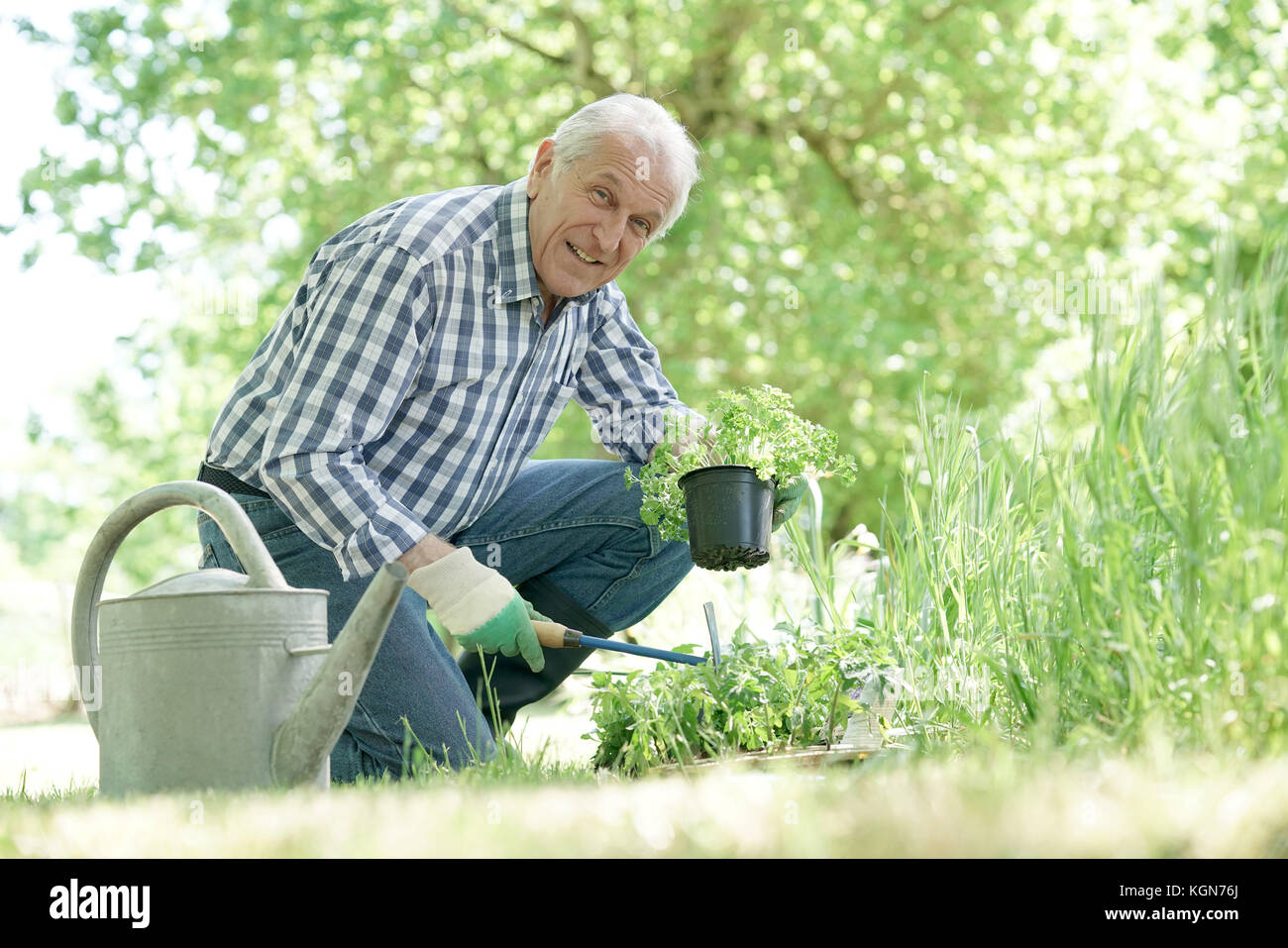 Senior uomo piantagione di piante aromatiche in giardino Foto Stock