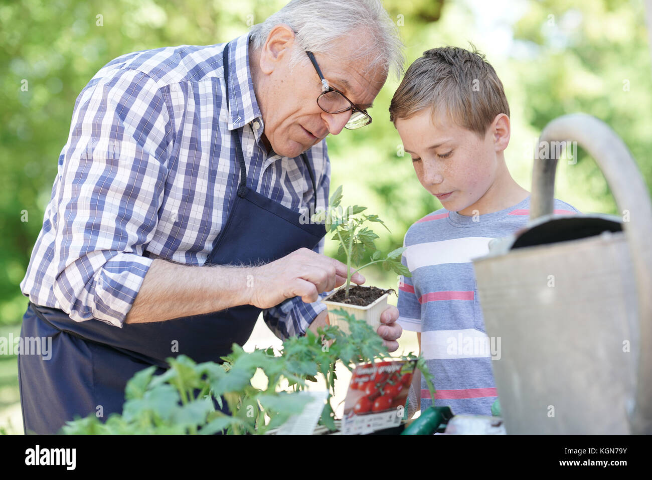 Il nonno con il nipote insieme di giardinaggio Foto Stock