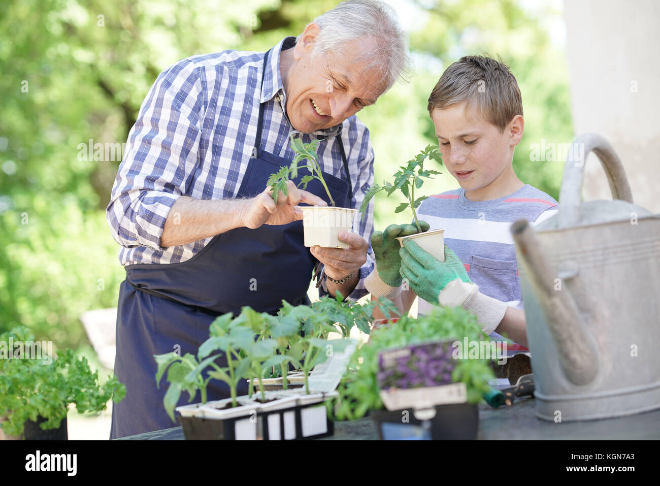 Il nonno con il nipote insieme di giardinaggio Foto Stock