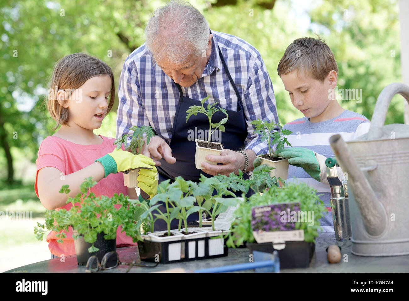 Bambini aiutando il nonno con il giardinaggio Foto Stock