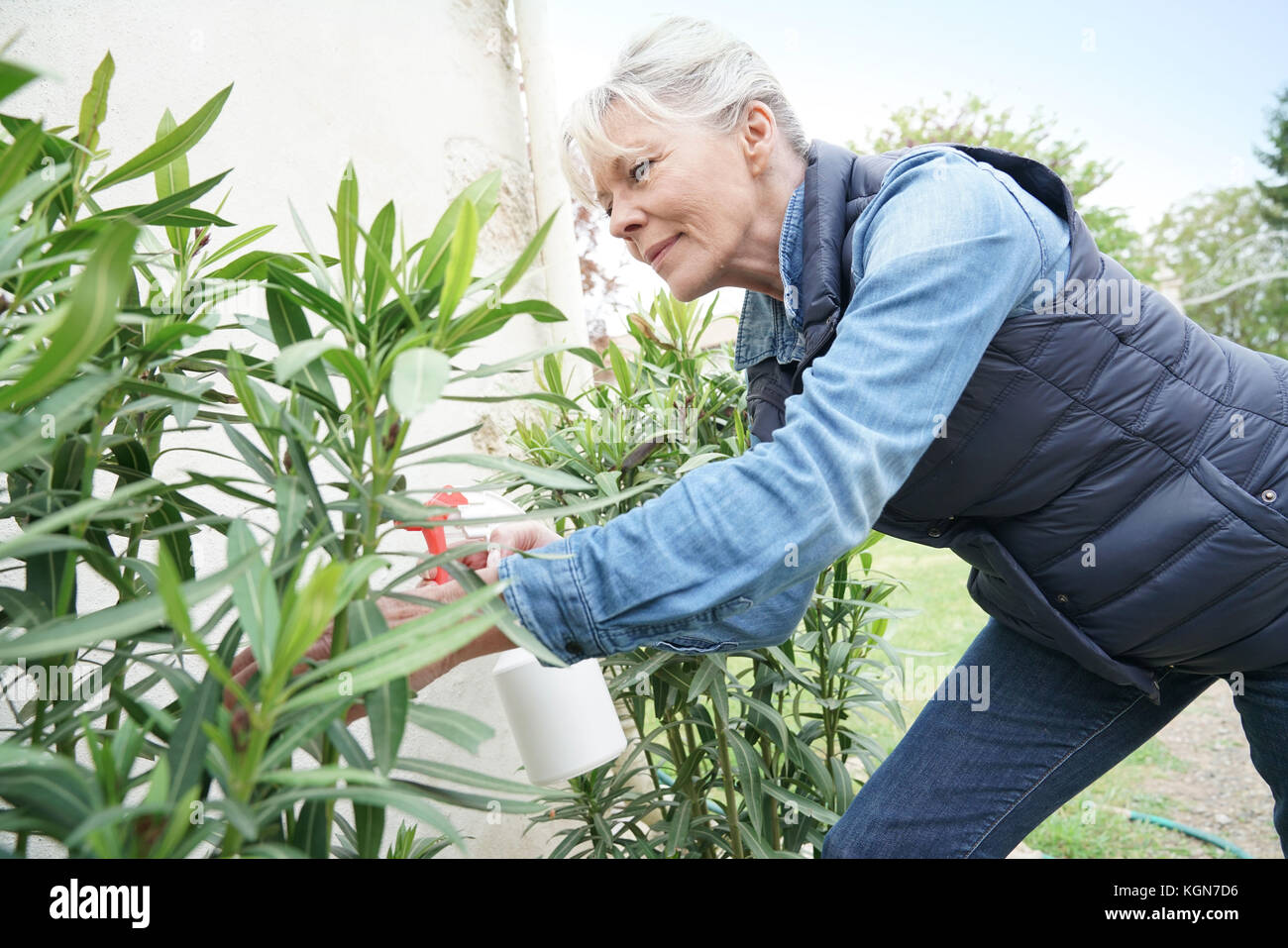 Senior donna in giardino spruzzando insetticidi sulle piante Foto Stock