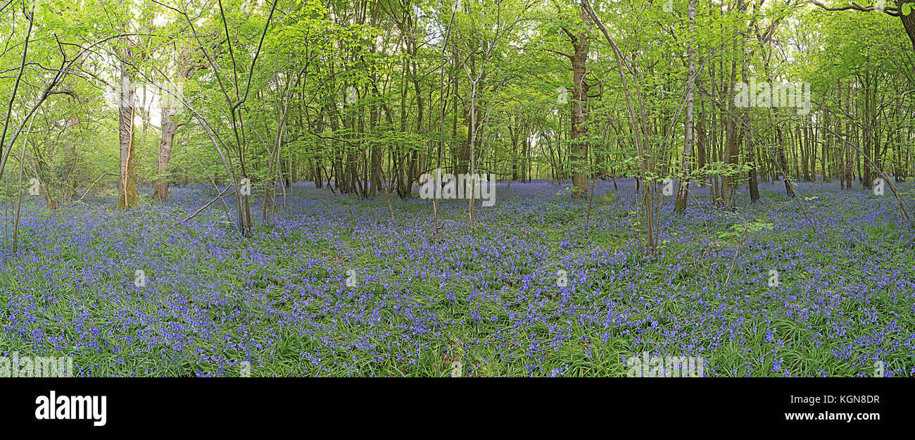 Un Inglese Bluebell wood Foto Stock