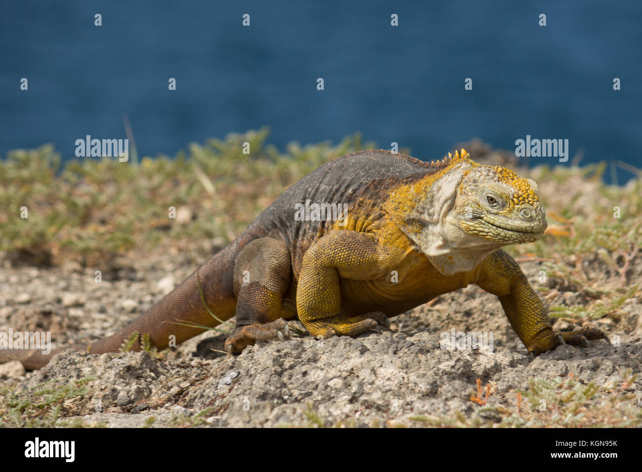 Il Giallo terra iguana nella sua enironment sull isola di santa fe in isole Galapagos Foto Stock