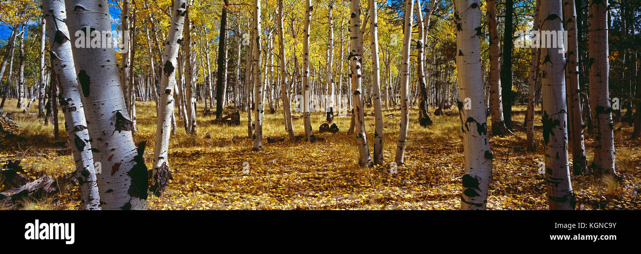 Stati Uniti d'America. In Arizona. Coconino National Forest. Aspen alberi in autunno. Foto Stock