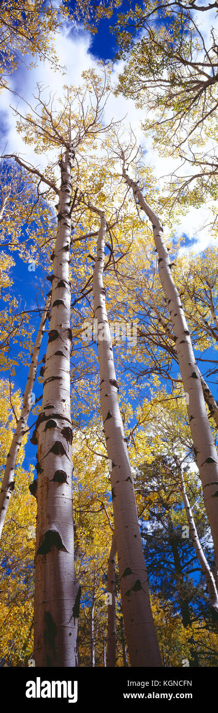 Stati Uniti d'America. In Arizona. Coconino National Forest. Aspen alberi in autunno. Foto Stock