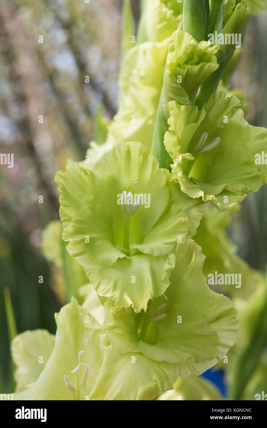 Gladiolus 'Green Star' . Gladioli 'Green Star' fiori Foto Stock