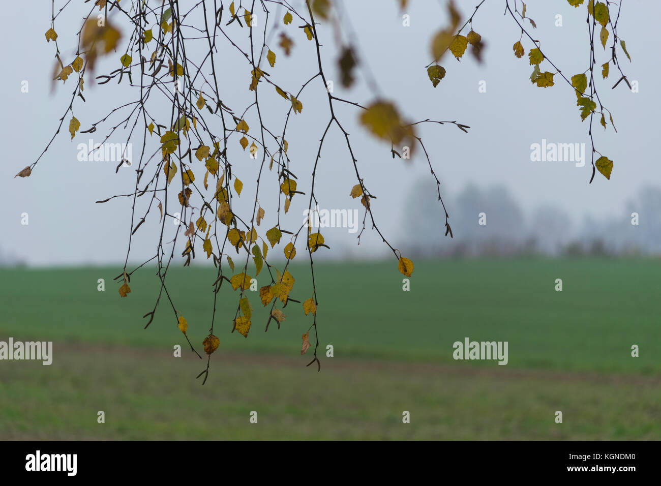 Natura 2000, Głębowice, Polonia, l'Europa. 09 novembre 2017 un brutto autunno nebbioso giorno di novembre. No sun, grigio, raffreddare e triste giorno. Meteo scoraggia svago attivo. Credito: w124merc / Alamy Live News Foto Stock