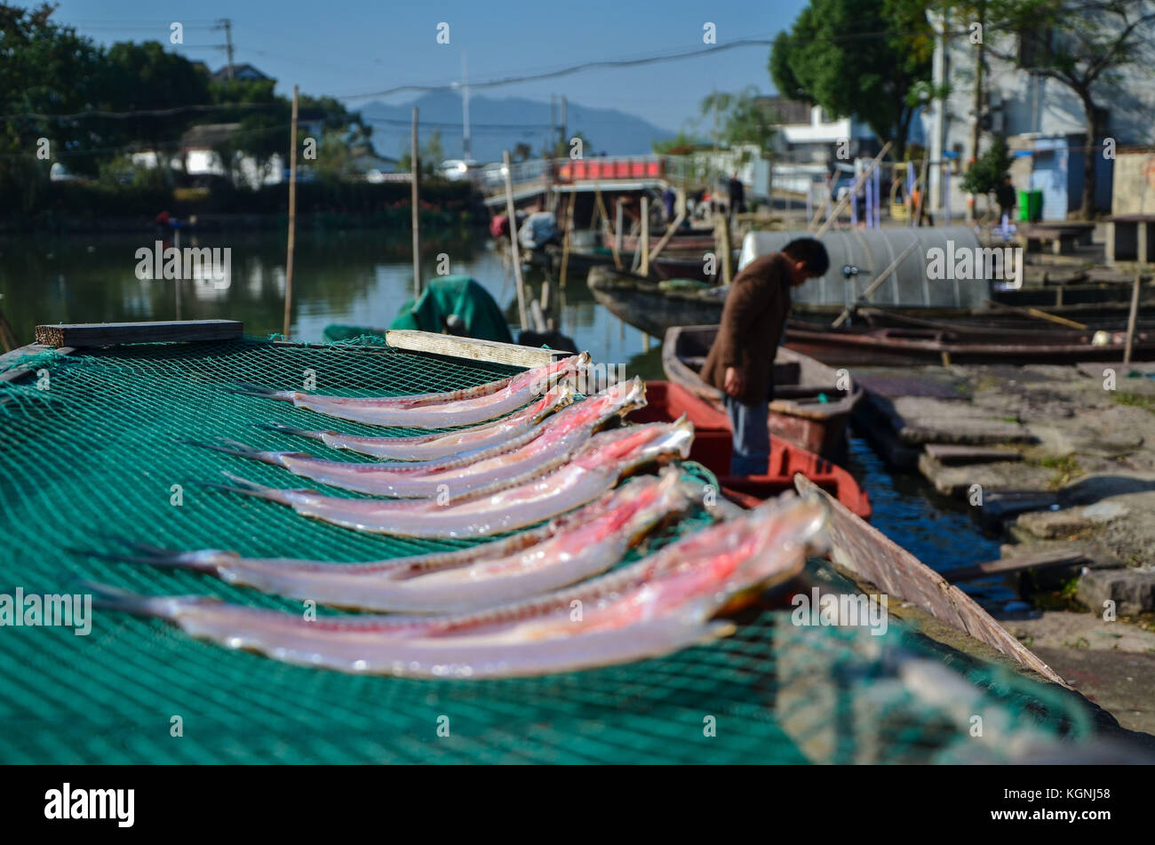 Ningbo, Cina. 9 nov, 2017. aria-pesci secchi è un tipo di cibo tradizionale di Ningbo, Cina orientale della provincia di Zhejiang, Novembre 9th, 2017. gli abitanti dei villaggi locali di solito aria il pesce all'aperto all'inizio dell'inverno. Credito: sipa asia/zuma filo/alamy live news Foto Stock