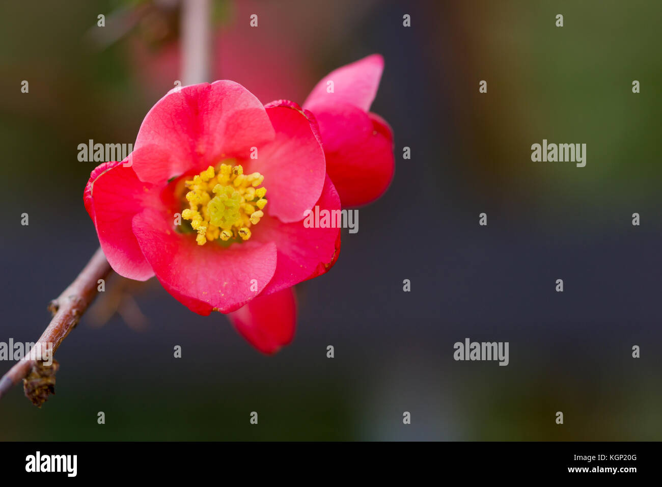 Primo piano di una rara bel fiore nella natura dell'isola greca Foto Stock