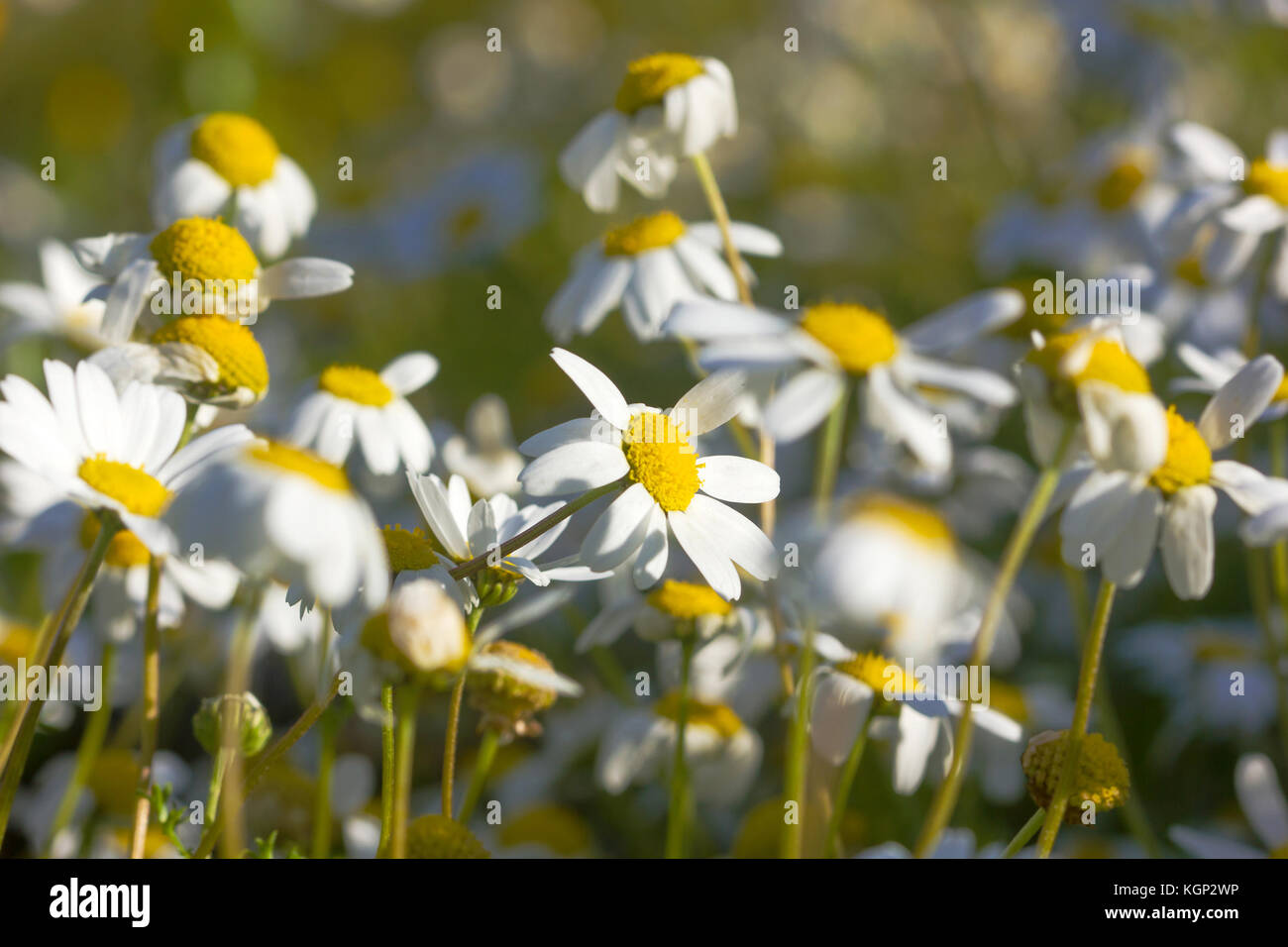 Primo piano di una rara bel fiore nella natura dell'isola greca Foto Stock
