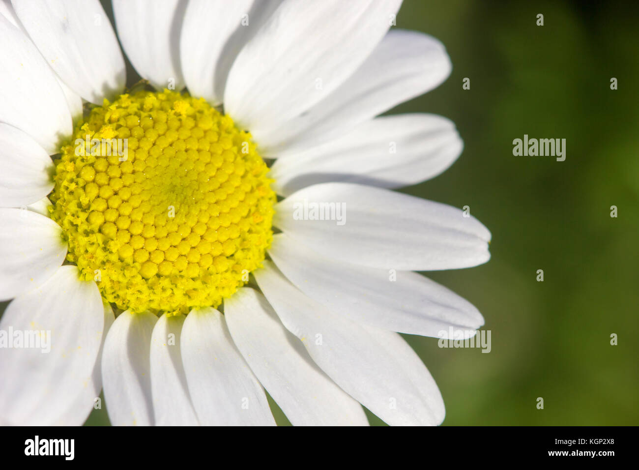 Primo piano di una rara bel fiore nella natura dell'isola greca Foto Stock
