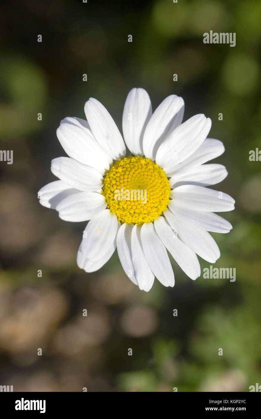 Primo piano di una rara bel fiore nella natura dell'isola greca Foto Stock