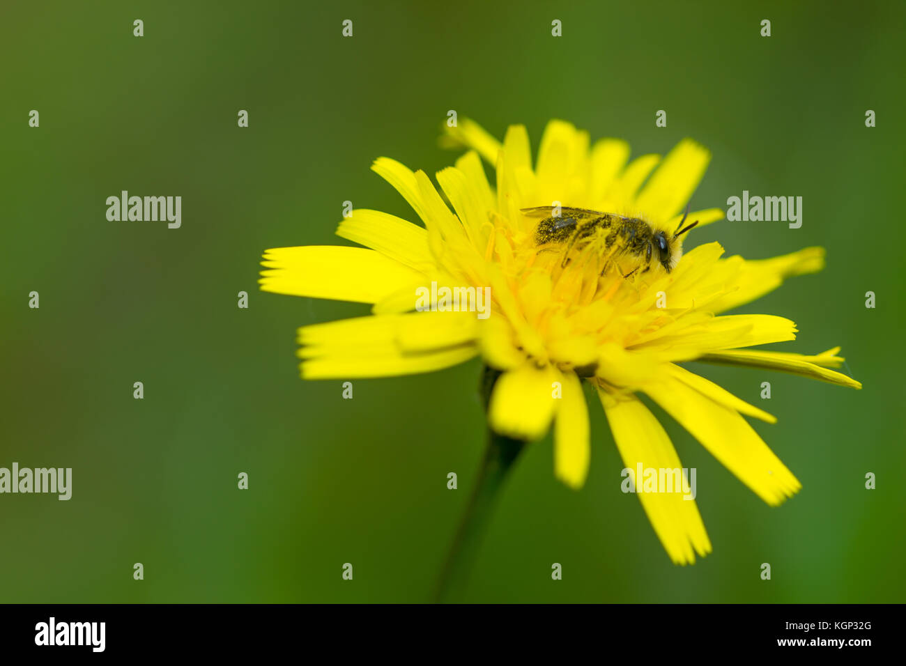 Primo piano di una rara bel fiore nella natura dell'isola greca Foto Stock
