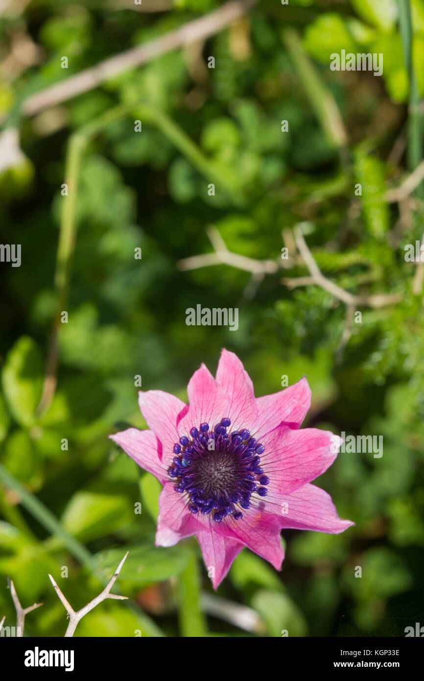 Primo piano di una rara bel fiore nella natura dell'isola greca Foto Stock
