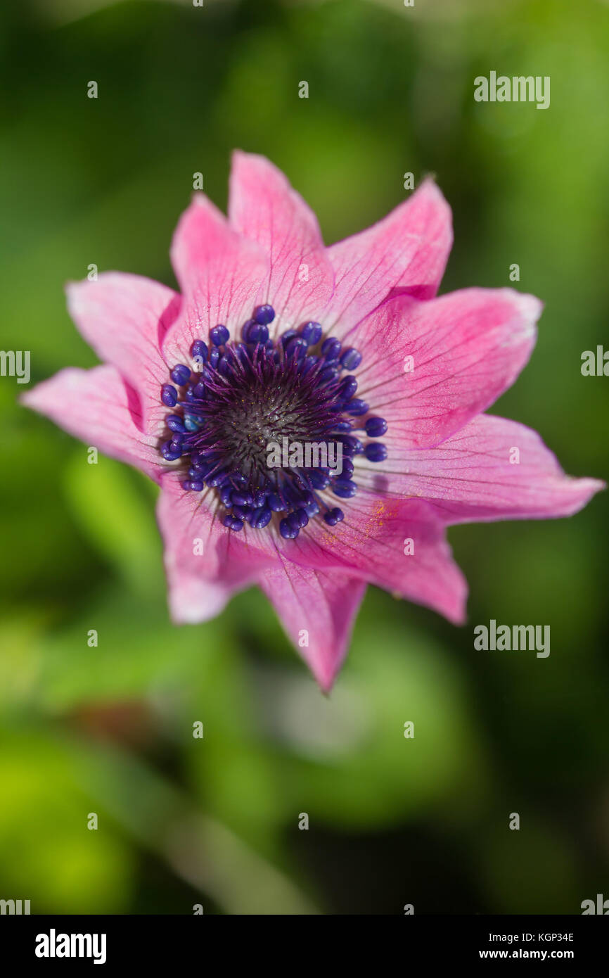 Primo piano di una rara bel fiore nella natura dell'isola greca Foto Stock