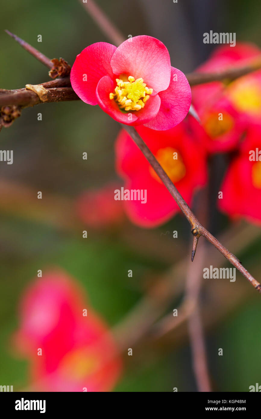 Primo piano di una rara bel fiore nella natura dell'isola greca Foto Stock