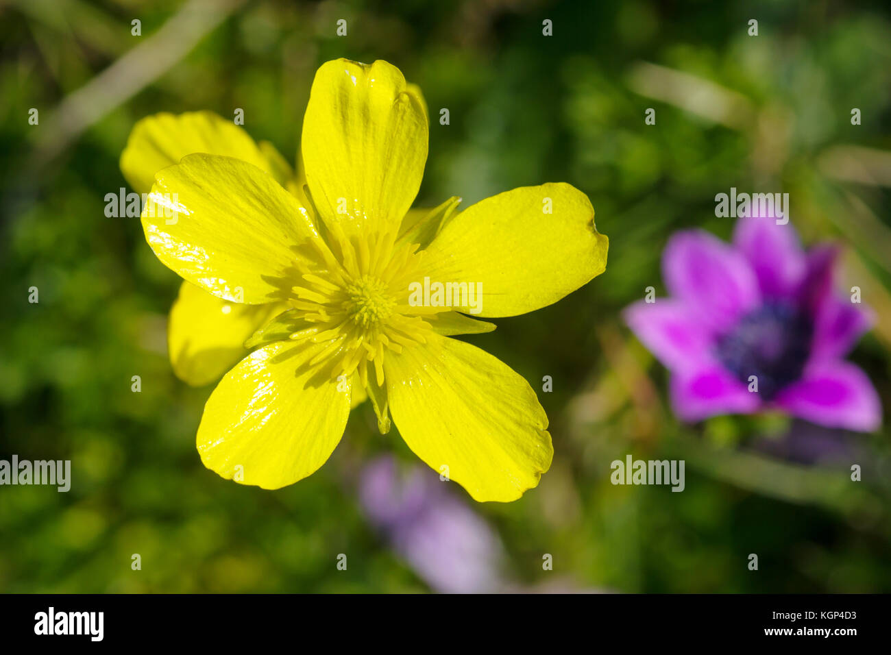Primo piano di una rara bel fiore nella natura dell'isola greca Foto Stock