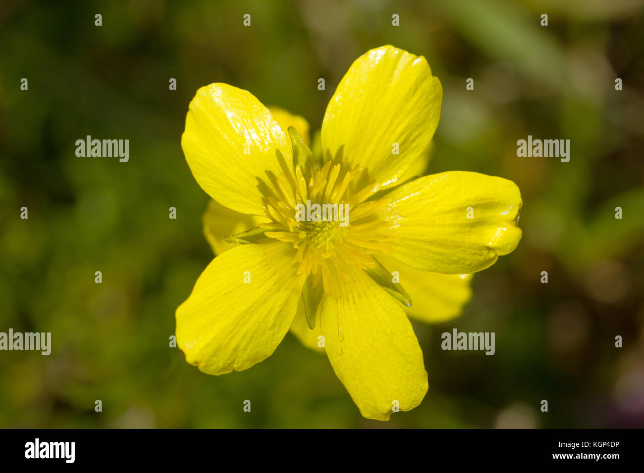 Primo piano di una rara bel fiore nella natura dell'isola greca Foto Stock