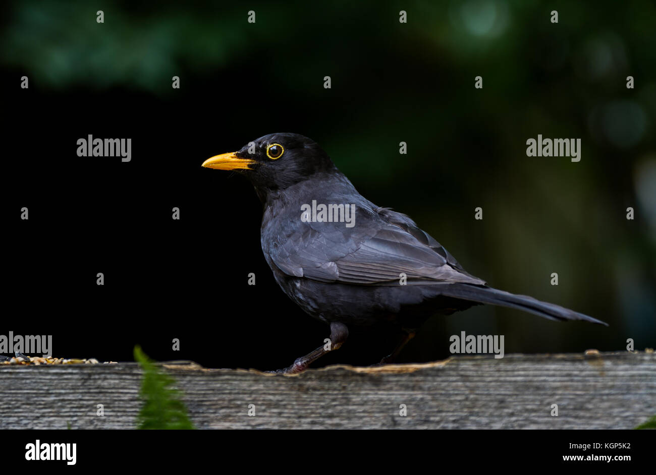 Merlo. Turdus merula. Ritratto di singolo maschile in giardino. West Midlands. Regno Unito Foto Stock