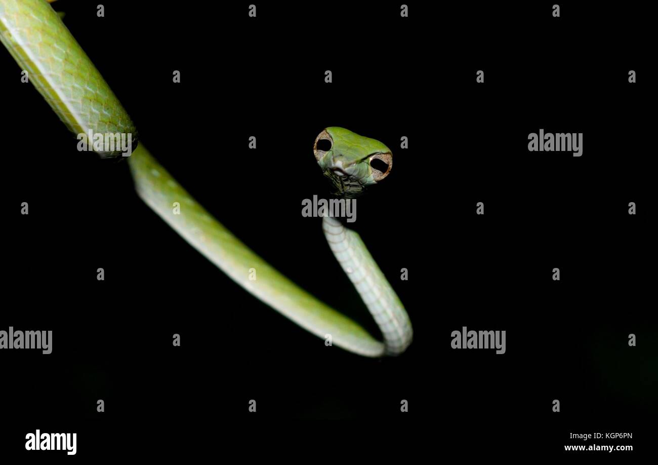 Vite verde serpente Foto Stock