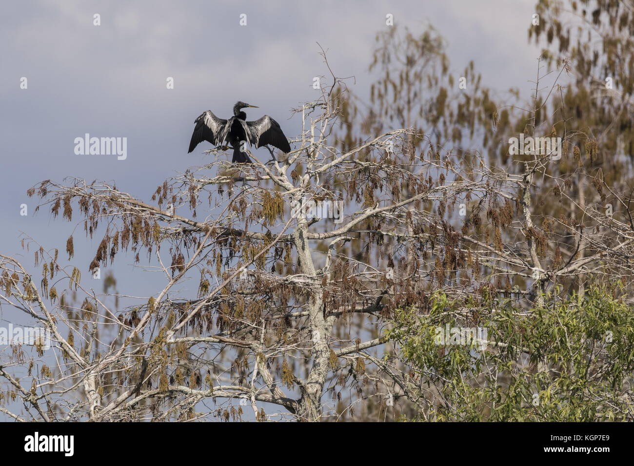 Anhinga, anhinga anhinga, ali di essiccazione dopo le immersioni, in Florida. Essi presentano una scarsa impermeabilizzazione e galleggiamento. Foto Stock
