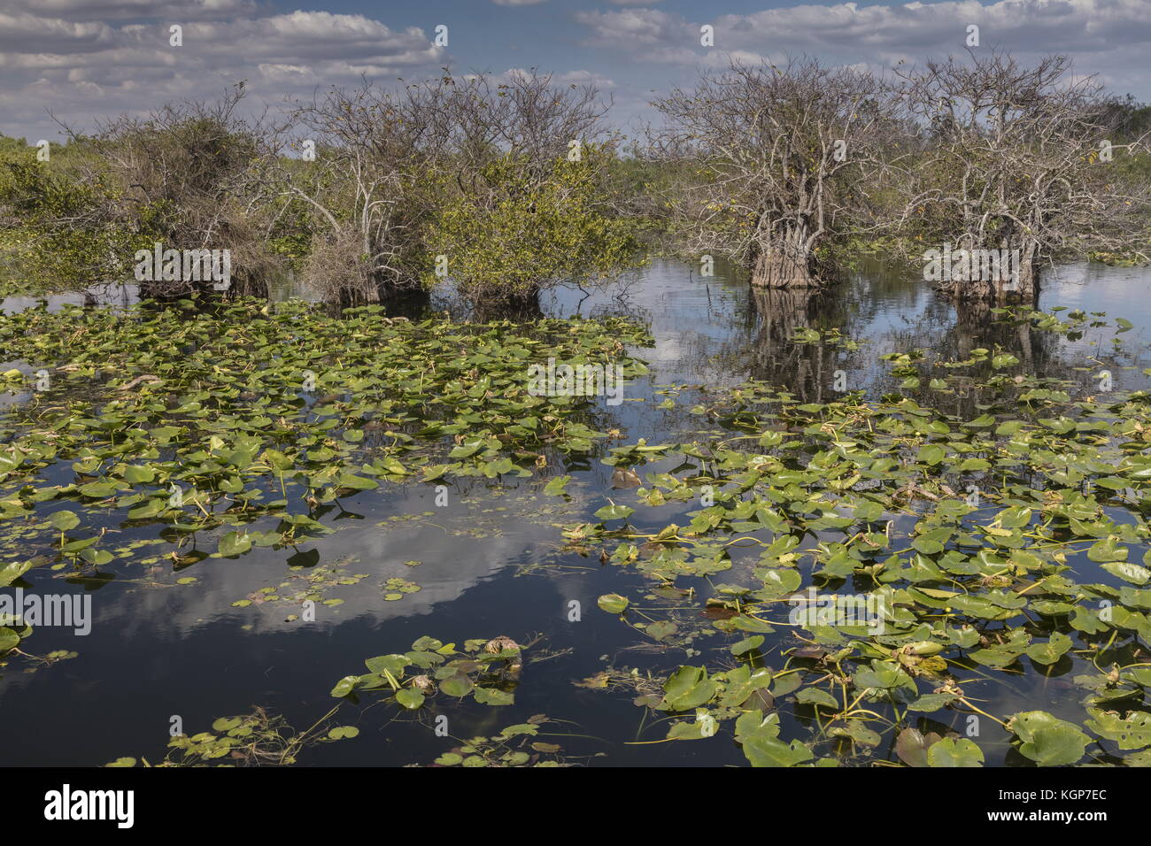 Stagno di meli, Annona glabra, e ninfee nel parco nazionale delle Everglades, lungo Anhinga trail. Florida. Foto Stock