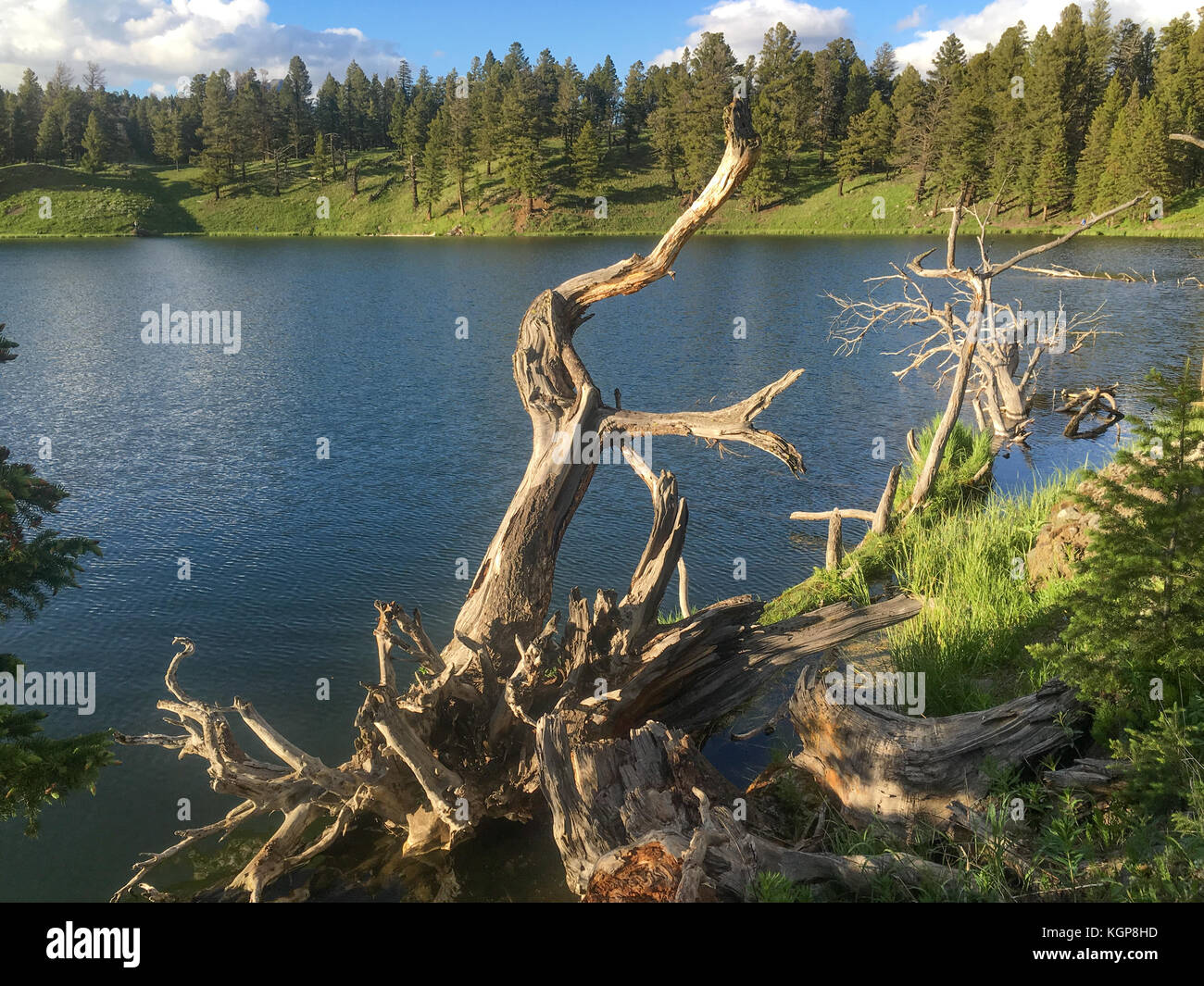 Trota Lago presso il parco nazionale di Yellowstone Foto Stock