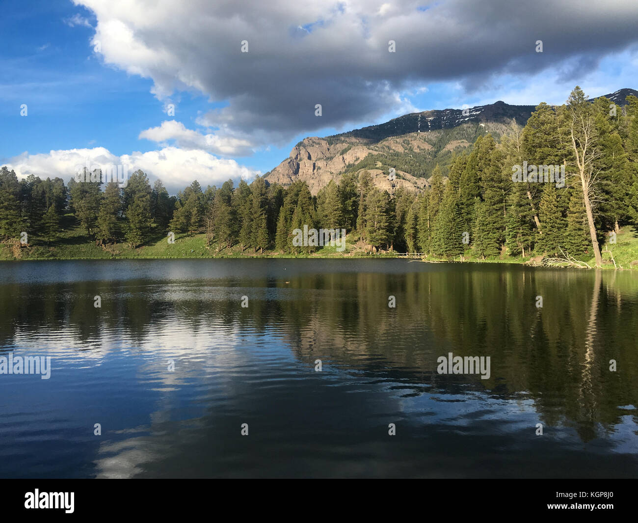 Trota Lago presso il parco nazionale di Yellowstone Foto Stock