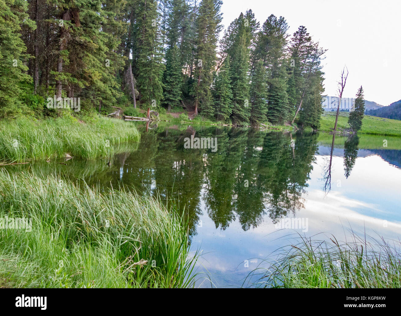 Trota Lago presso il parco nazionale di Yellowstone Foto Stock