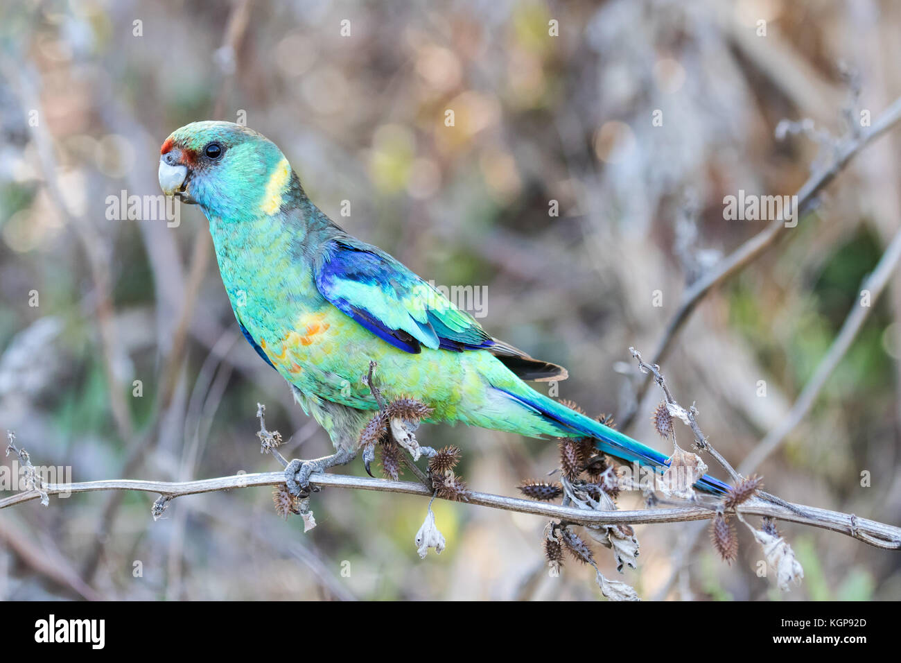Anello australiano-collo parrot Foto Stock
