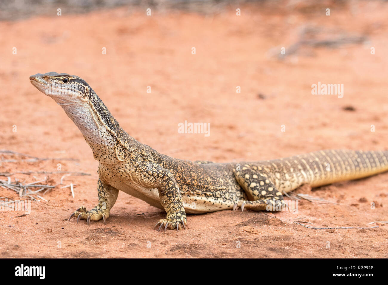 Gould o sabbia goanna Foto Stock